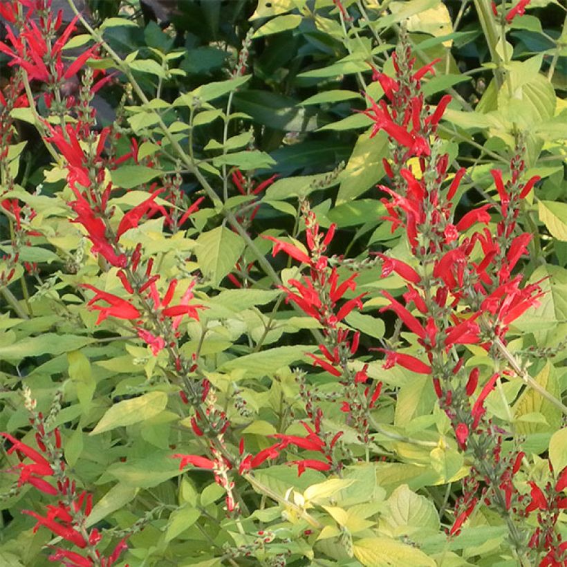 Sálvia elegans Golden Delicious (Floração)