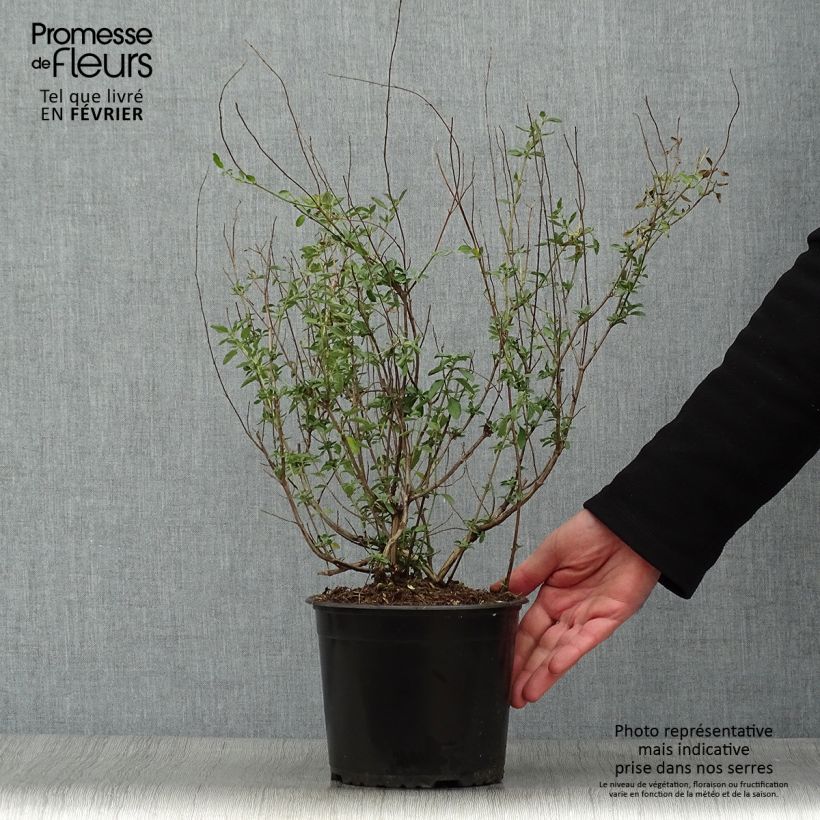 Spécimen de Salvia greggi ARCTIC BLAZE Purple 'Novasalpur' - Sauge arbustive Pot de 2L/3L tel que livré en hiver