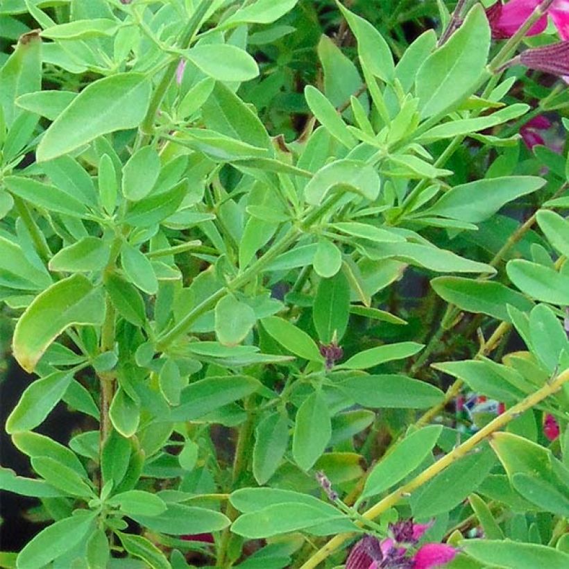 Sauge arbustive Icing Sugar - Salvia greggii (Feuillage)