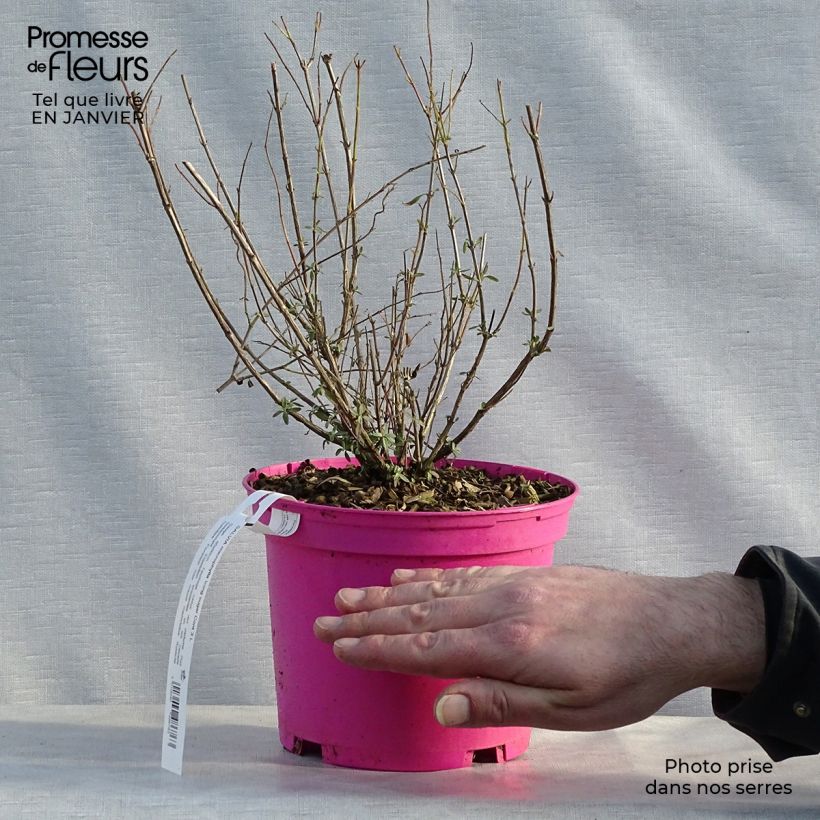 Spécimen de Sauge arbustive Icing Sugar - Salvia greggii  Pot de 2L/3L tel que livré en hiver