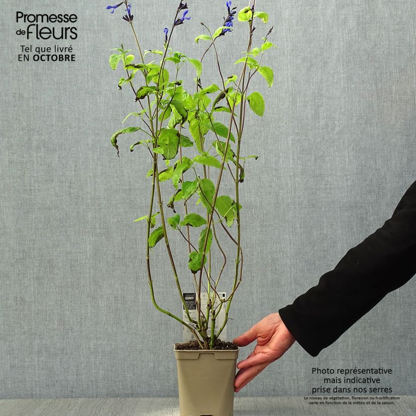 Spécimen de Sauge arbustive - Salvia guaranitica Black and Blue Pot de 2L/3L tel que livré en automne
