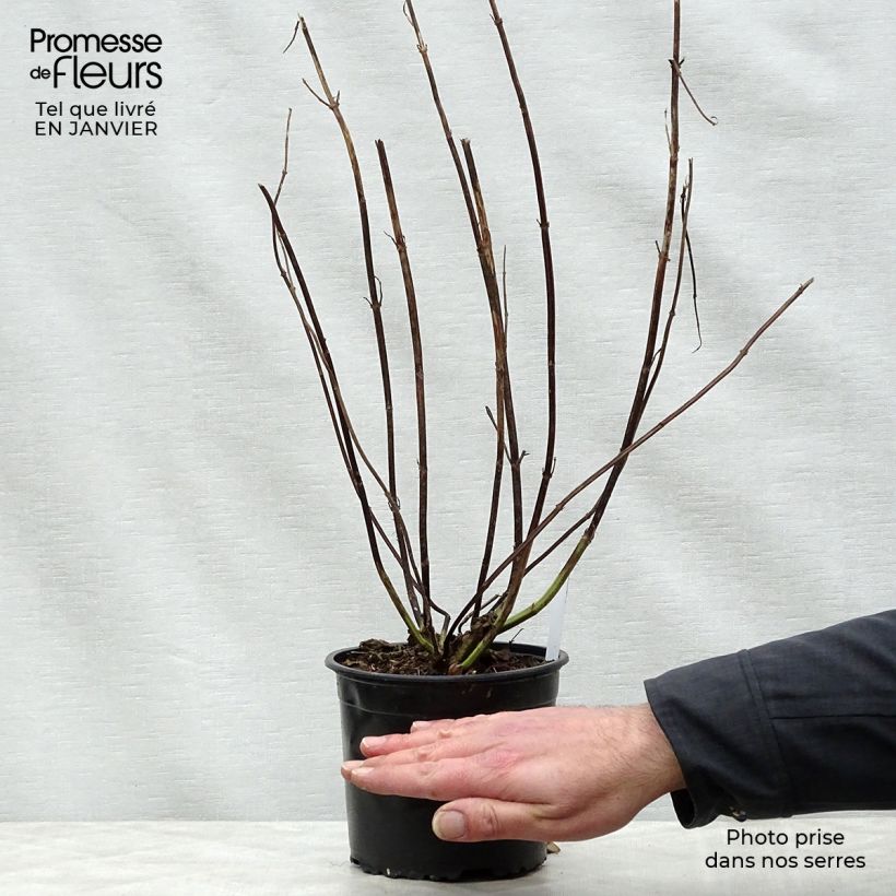 Spécimen de Sauge arbustive - Salvia guaranitica Black and Blue Pot de 2L/3L tel que livré en hiver