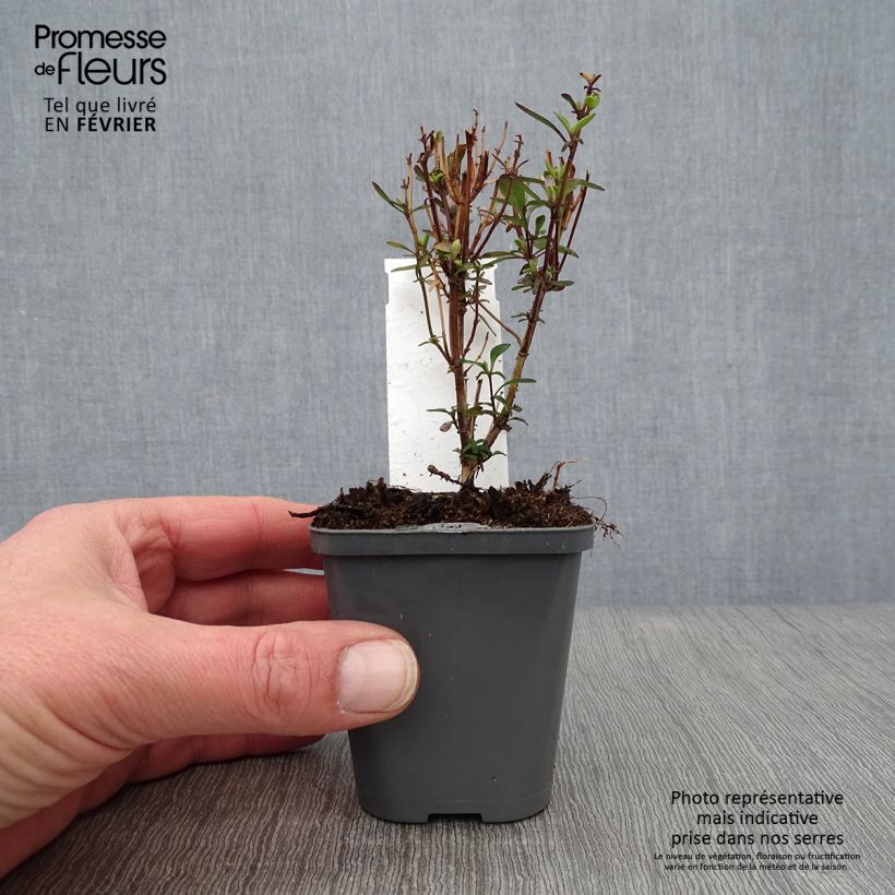 Spécimen de Sauge arbustive Violette de Loire - Salvia jamensis Godet de 7/8 cm tel que livré en hiver