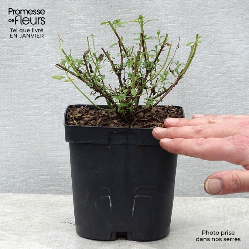 Spécimen de Sauge arbustive Violette de Loire - Salvia jamensis Pot de 2L/3L tel que livré en hiver