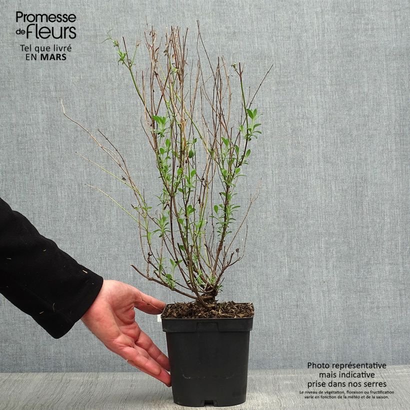 Amostra de Sálvia jamensis Violette de Loire® Barsal Vaso de 2 L/3 L tal como entregue na primavera