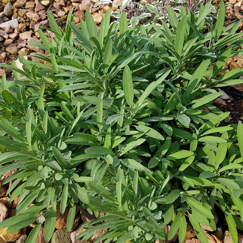 Salvia lavandulifolia - Sauge à feuilles de lavande (Port)