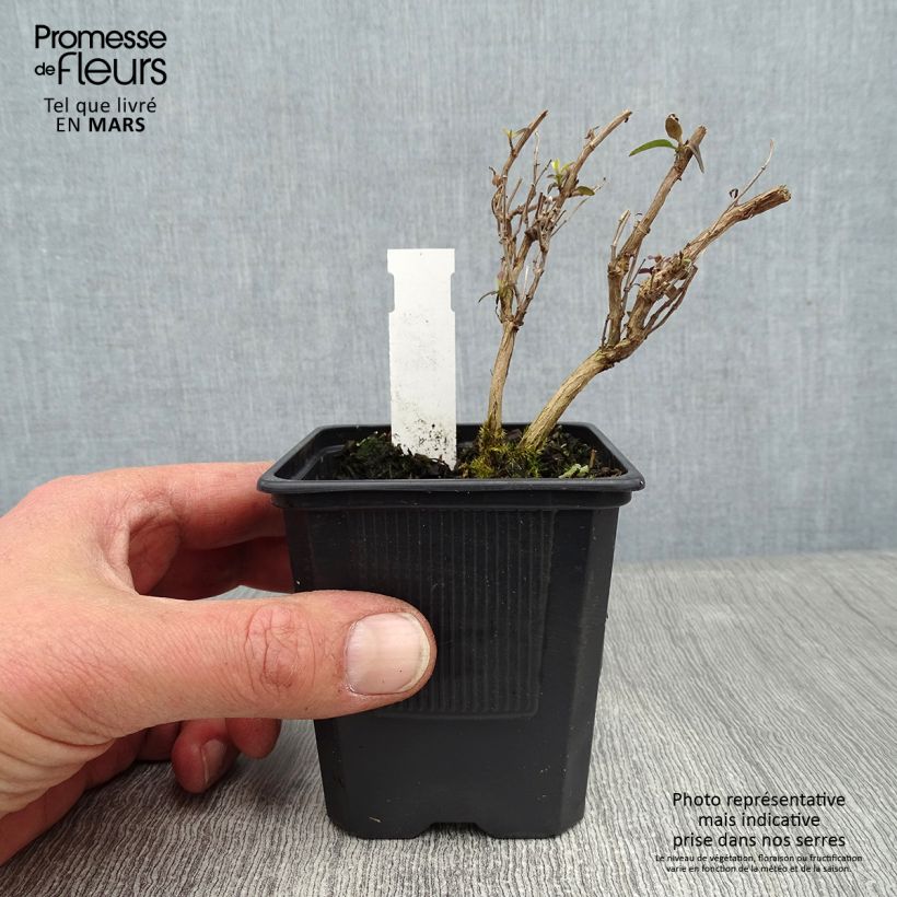 Spécimen de Salvia microphylla Delice Aquamarine - sauge arbustive Godet de 8/9 cm tel que livré en hiver