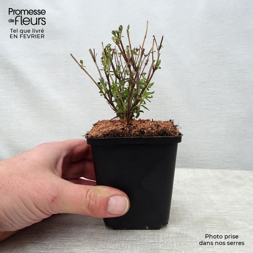 Spécimen de Salvia microphylla Little Kiss - sauge arbustive Godet de 8/9 cm tel que livré en hiver