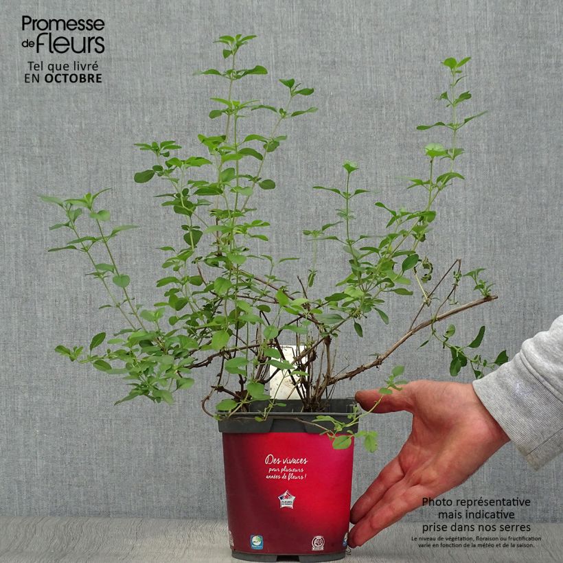 Spécimen de Sauge arbustive - Salvia microphylla Royal Bumble Pot de 2L/3L tel que livré en automne