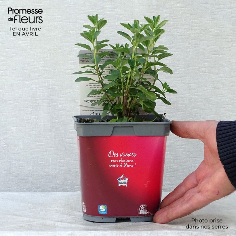 Spécimen de Sauge arbustive - Salvia microphylla Royal Bumble Pot de 2L/3L tel que livré au printemps