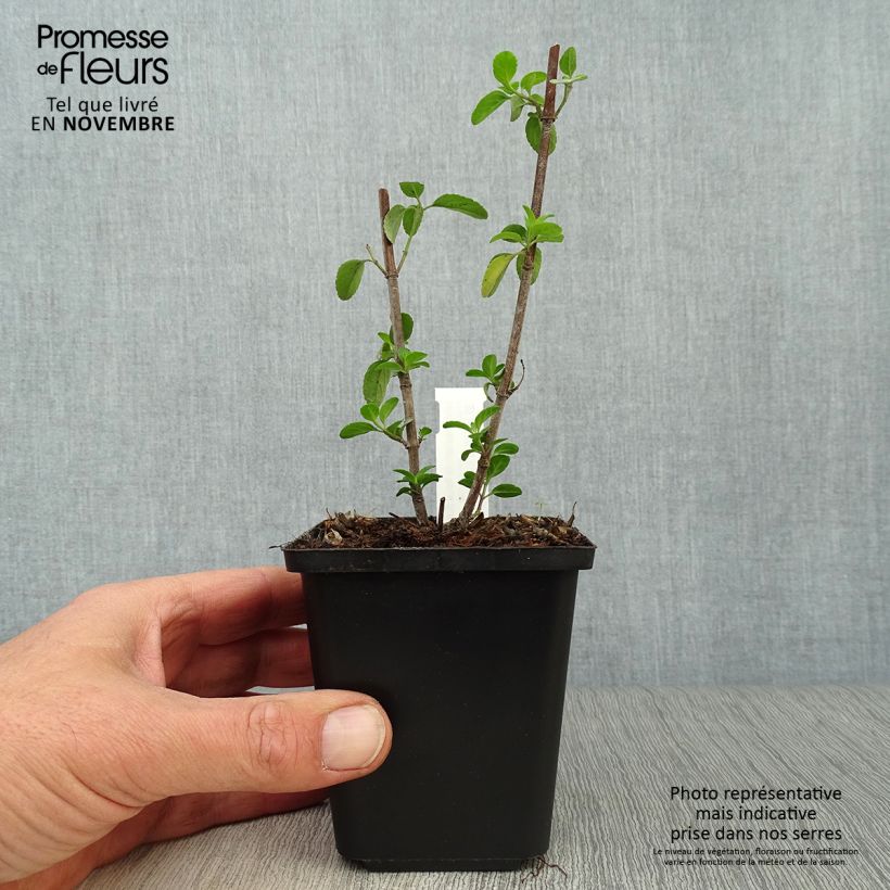 Spécimen de Sauge arbustive - Salvia microphylla Royal Bumble Godet de 8/9 cm tel que livré en automne