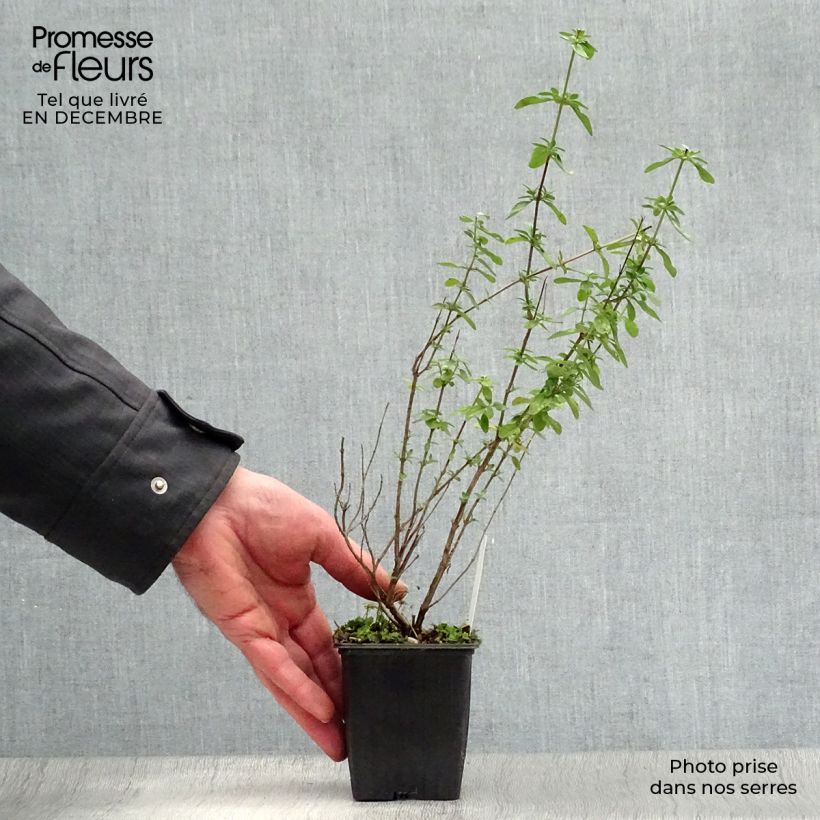 Spécimen de Sauge arbustive - Salvia microphylla Royal Bumble Godet de 8/9 cm tel que livré en hiver