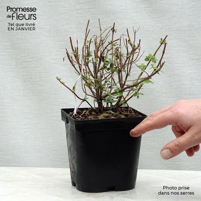 Spécimen de Sauge arbustive - Salvia microphylla grahamii Pot de 2L/3L tel que livré en hiver