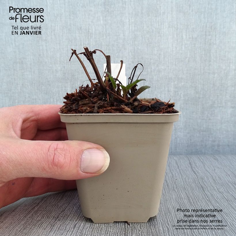 Spécimen de Salvia nemorosa Blue Marvel - Sauge des bois Godet de 8/9 cm tel que livré en hiver