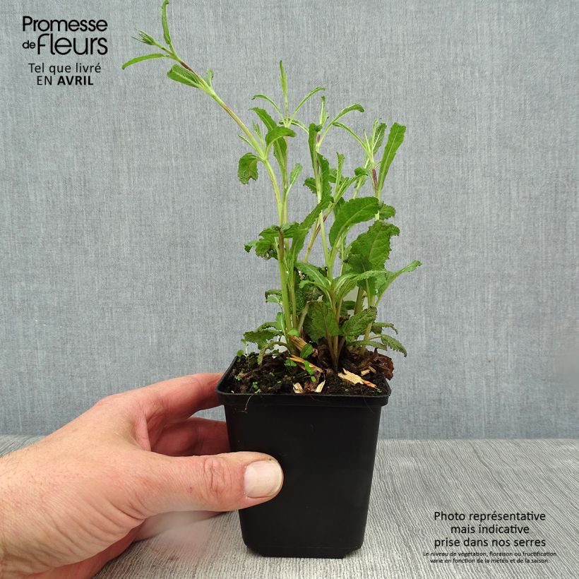 Spécimen de Salvia nemorosa Caradonna Compact - Sauge des bois Godet de 8/9 cm tel que livré au printemps