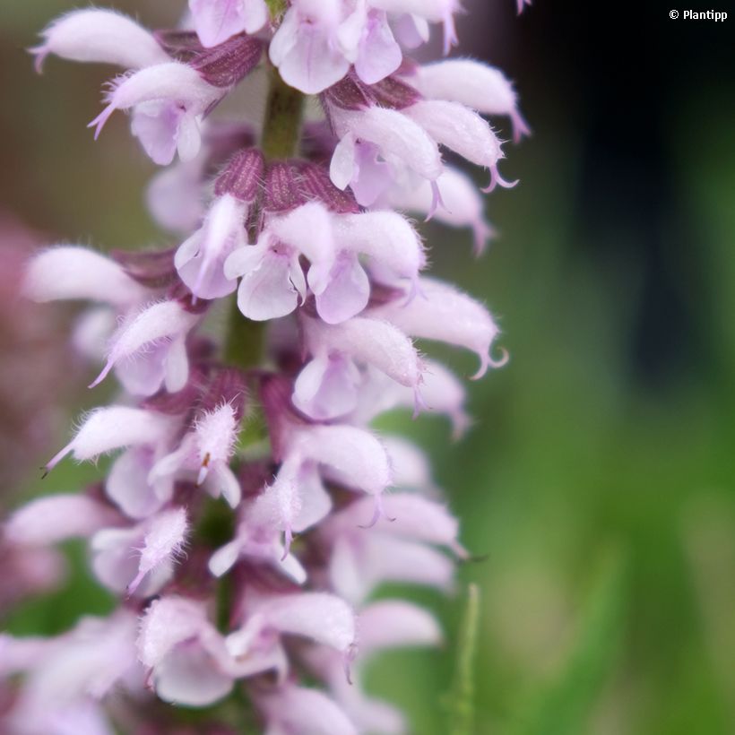 Salvia nemorosa Feathers Flamingo - Sauge des bois  (Floraison)