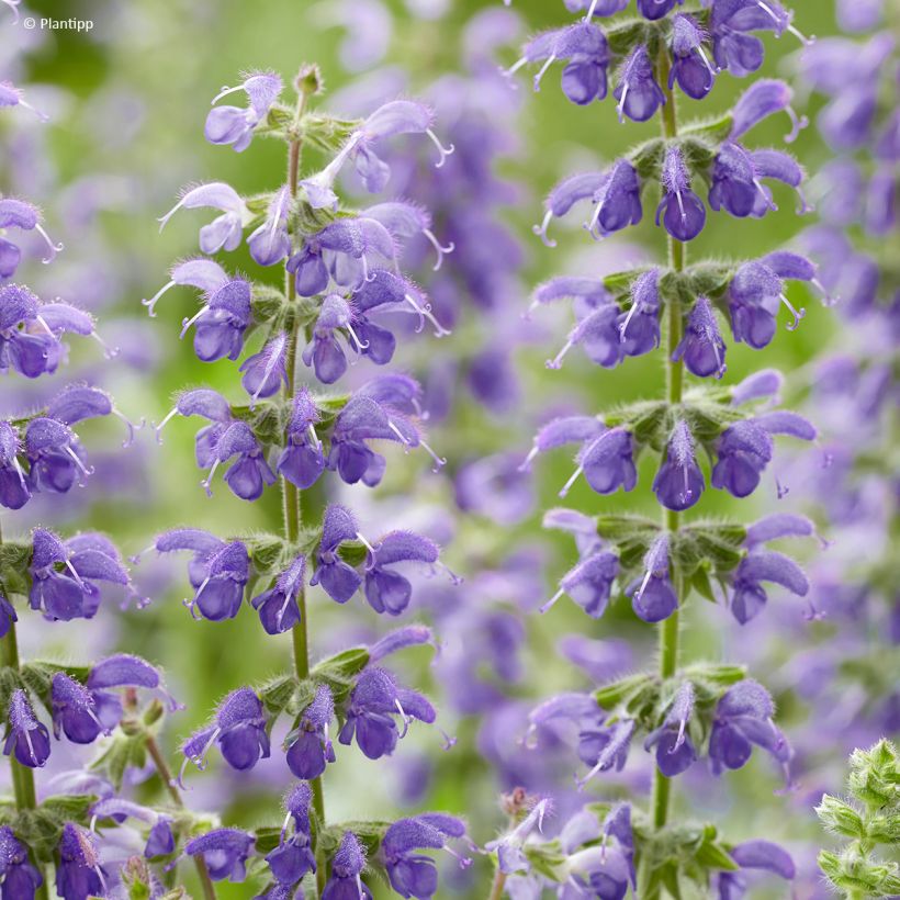 Salvia Feathers Peacock - Sauge hybride (Floraison)