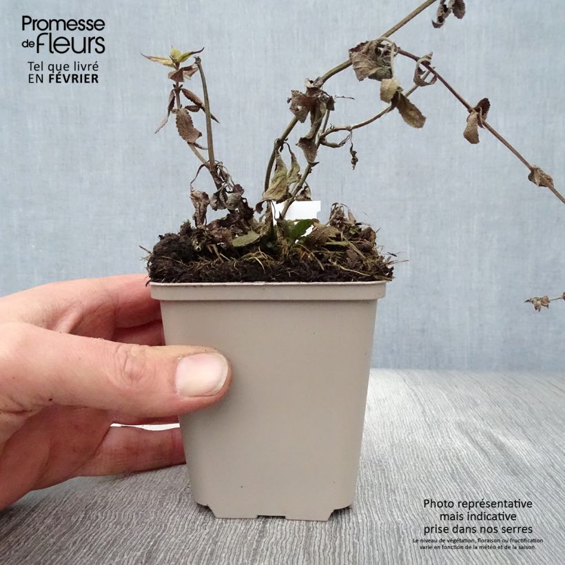 Spécimen de Salvia nemorosa Lubecca - Sauge des bois Godet de 8/9 cm tel que livré en hiver