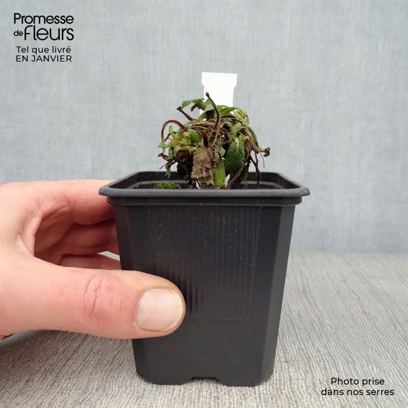 Spécimen de Salvia nemorosa Mainacht - Sauge des bois bleu violet Godet de 8/9 cm tel que livré en hiver