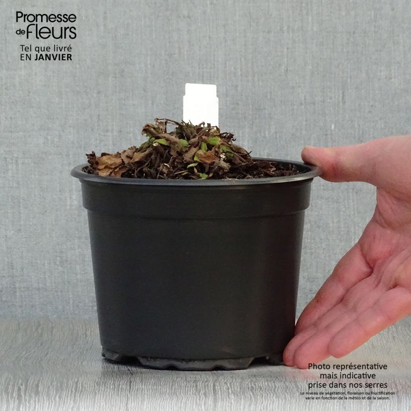 Spécimen de Salvia nemorosa Mainacht - Sauge des bois bleu violet Pot de 2L/3L tel que livré en hiver