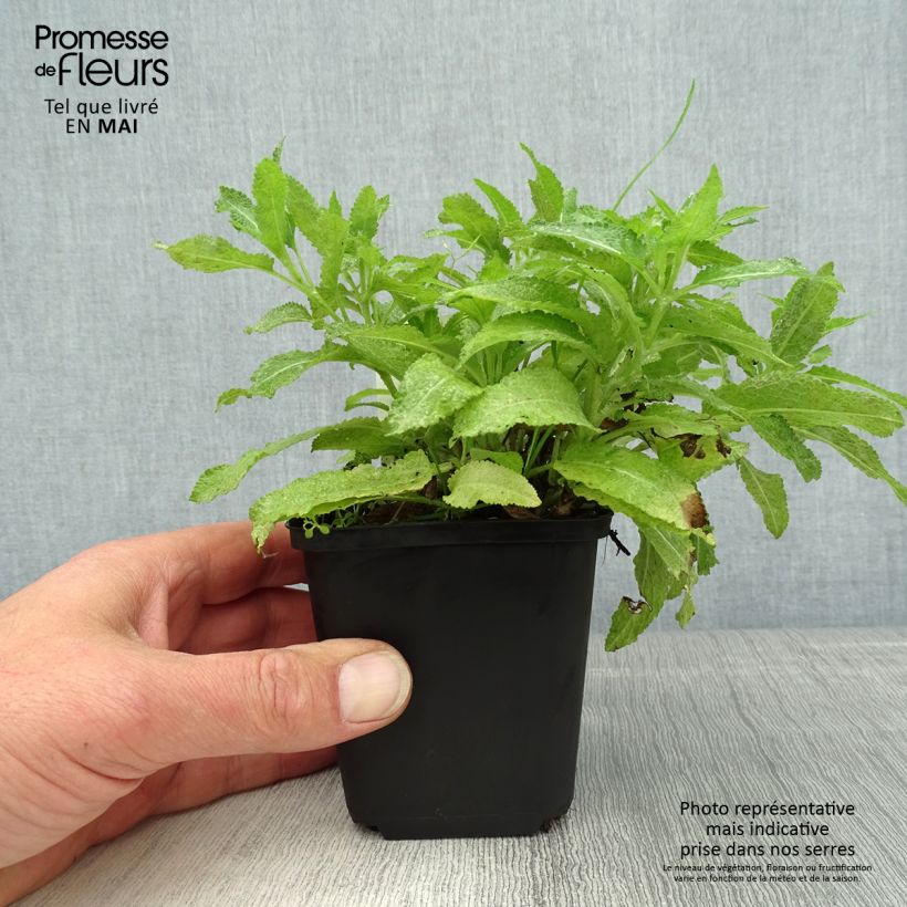 Spécimen de Salvia nemorosa Marcus Haeumanarc - Sauge des bois Godet de 8/9 cm tel que livré au printemps