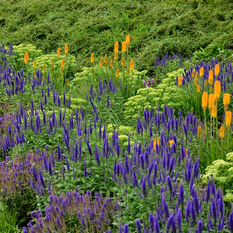 Salvia nemorosa Ostfriesland - Sauge des bois (Port)