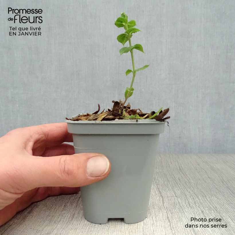 Spécimen de Salvia nemorosa Ostfriesland - Sauge des bois Godet de 8/9 cm tel que livré en hiver