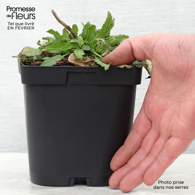 Spécimen de Salvia nemorosa Schneehügel - Sauge des bois Pot de 2L/3L tel que livré en hiver