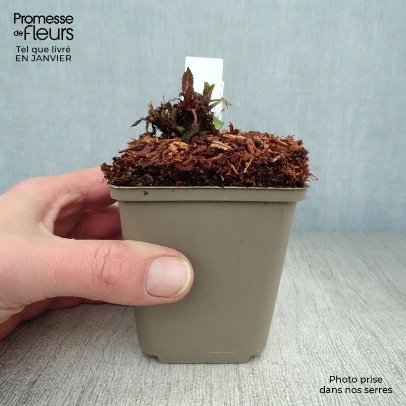 Spécimen de Salvia nemorosa Sensation Rose - Sauge des bois rose clair Godet de 8/9 cm tel que livré en hiver