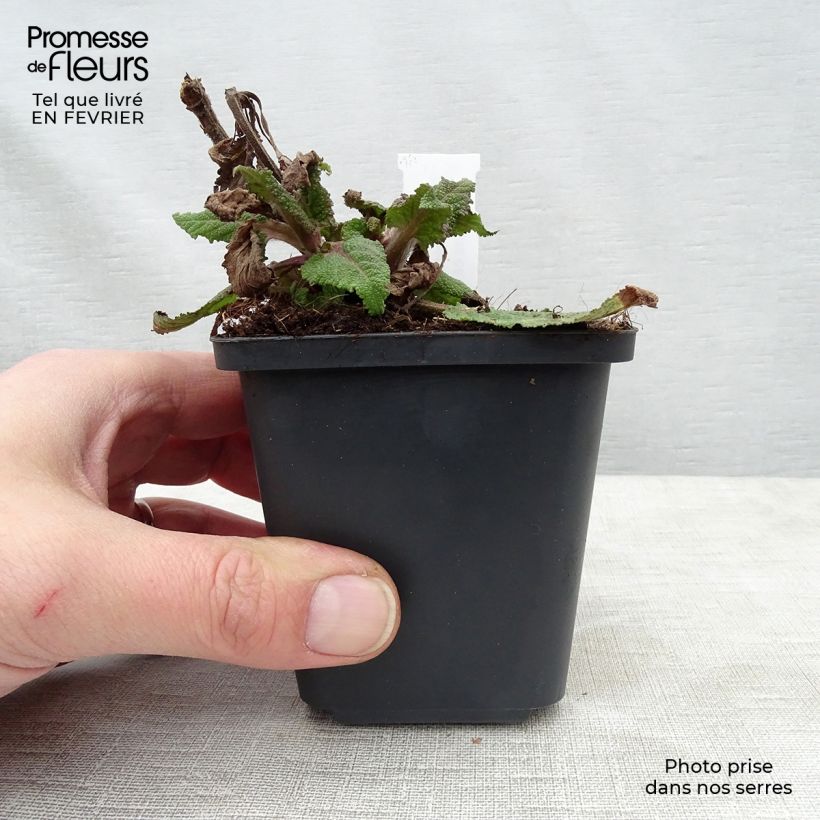 Spécimen de Salvia nemorosa Serenade - Sauge des bois Godet de 8/9 cm tel que livré en hiver