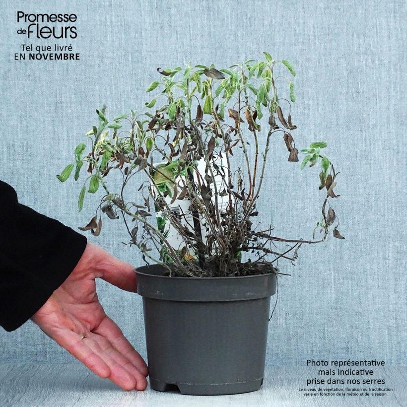 Spécimen de Salvia officinalis Icterina - Sauge officinale Icterina Pot de 1,5L/2L tel que livré en automne