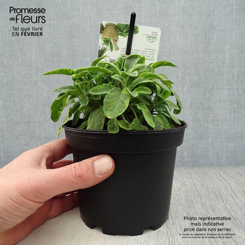 Spécimen de Salvia officinalis Icterina - Sauge officinale Icterina Pot de 1,5L/2L tel que livré en hiver