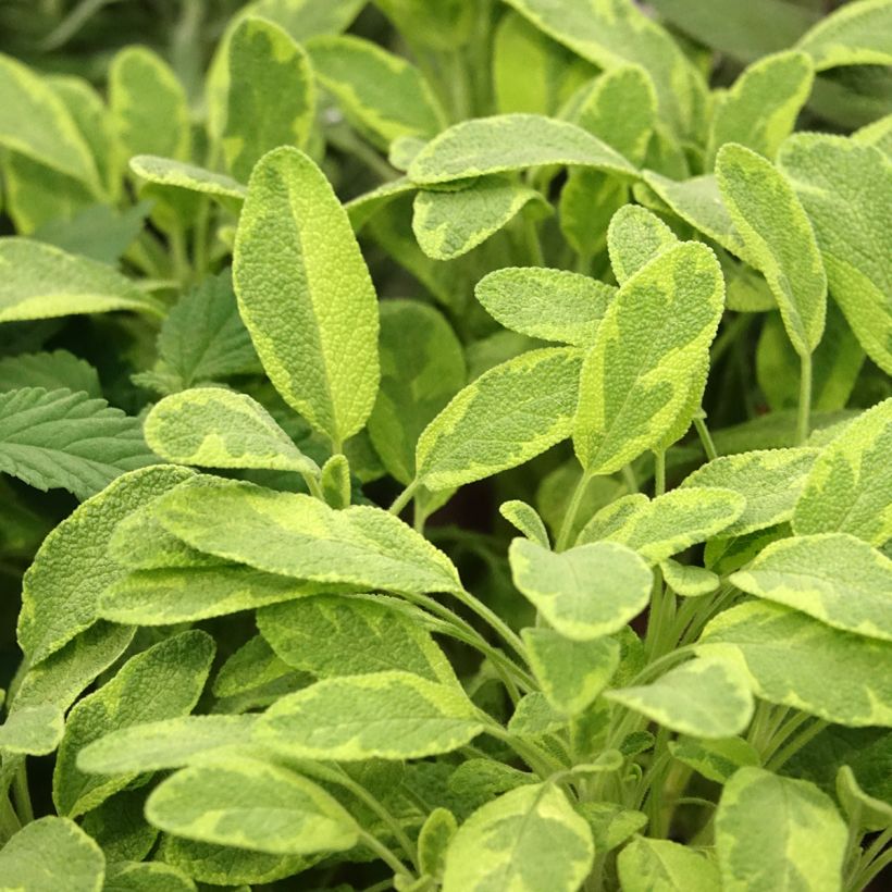 Salvia officinalis Icterina - Sauge officinale Icterina (Feuillage)