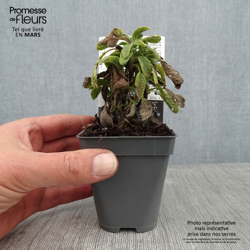 Spécimen de Salvia officinalis Icterina - Sauge officinale Icterina Godet de 8/9 cm tel que livré en hiver