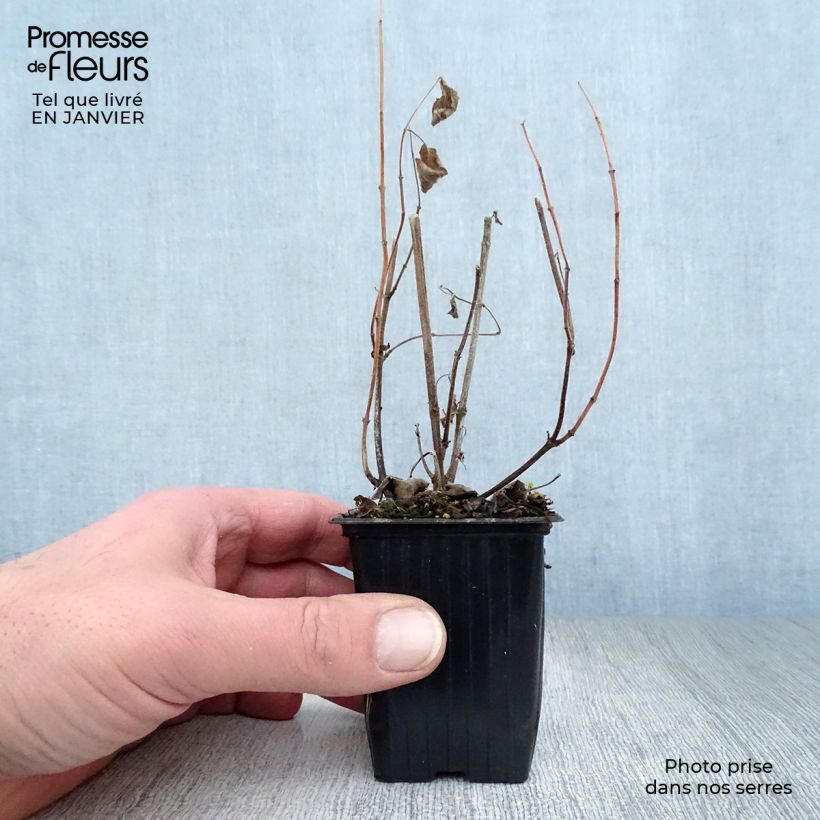 Spécimen de Salvia patens - Sauge gentiane Godet de 7/8 cm tel que livré en hiver