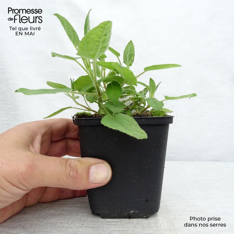 Spécimen de Salvia patens White Trophy - Sauge gentiane blanche Godet de 8/9 cm tel que livré au printemps