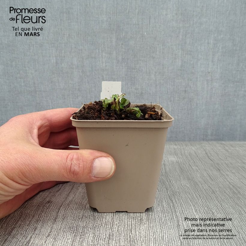 Spécimen de Salvia pratensis Eveline - Sauge des près Godet de 8/9 cm tel que livré en hiver