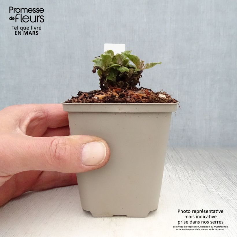 Spécimen de Salvia pratensis Eveline - Sauge des près Godet de 8/9 cm tel que livré au printemps