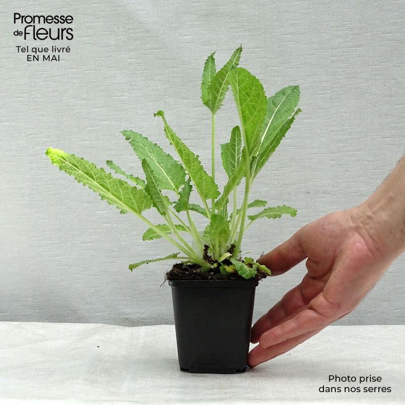 Spécimen de Salvia pratensis - Sauge des prés Godet de 8/9 cm tel que livré au printemps