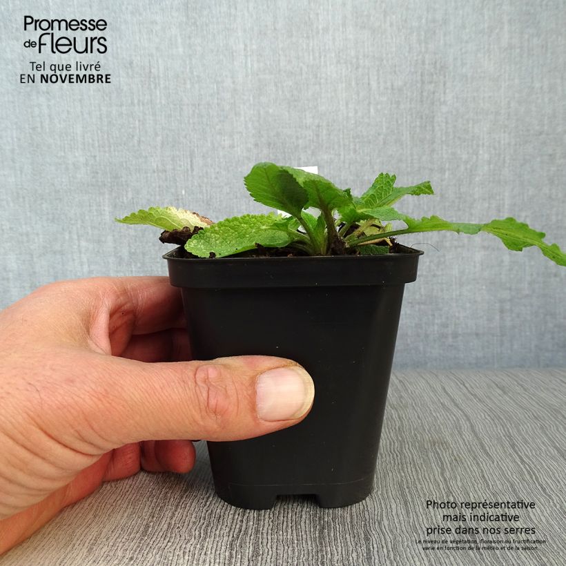 Spécimen de Salvia pratensis - Sauge des prés Godet de 8/9 cm tel que livré en automne