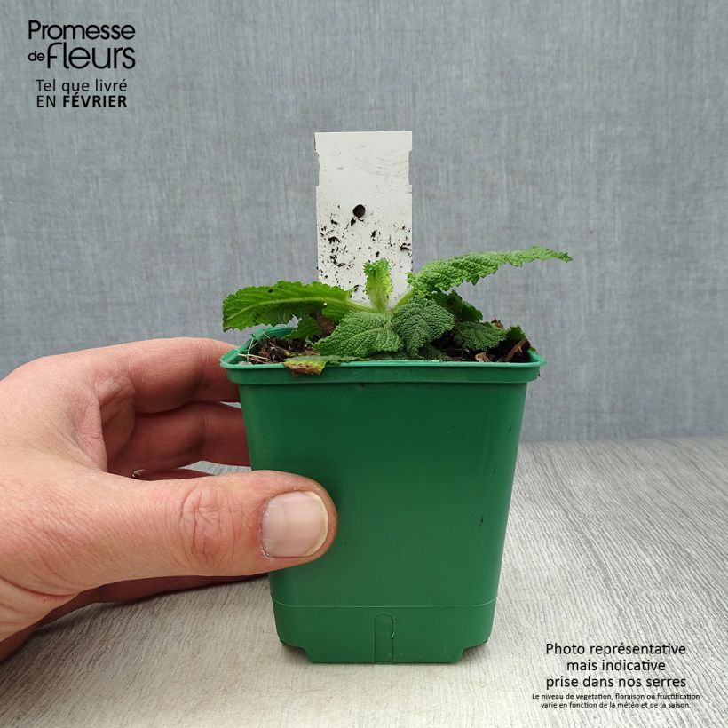 Spécimen de Salvia pratensis Swan Lake - Sauge des près Godet de 8/9 cm tel que livré en hiver