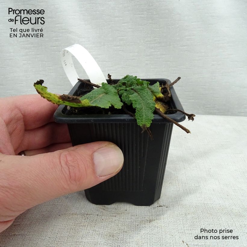 Spécimen de Salvia pratensis Sweet Esmeralda - Sauge des près Godet de 8/9 cm tel que livré en hiver