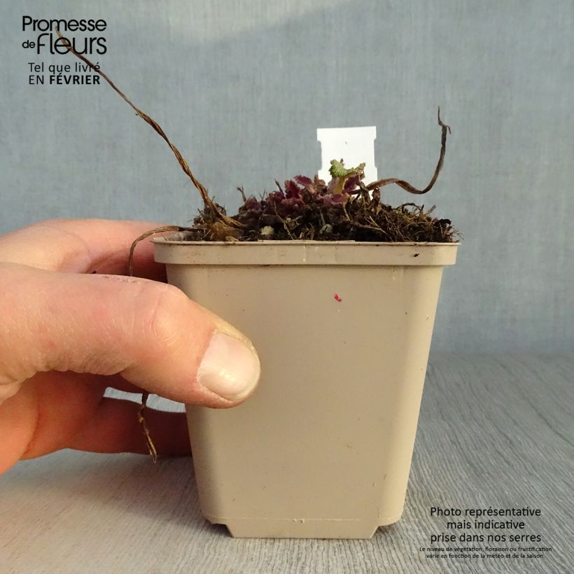 Spécimen de Salvia pratensis Twilight Serenade - Sauge des près Godet de 8/9 cm tel que livré en hiver