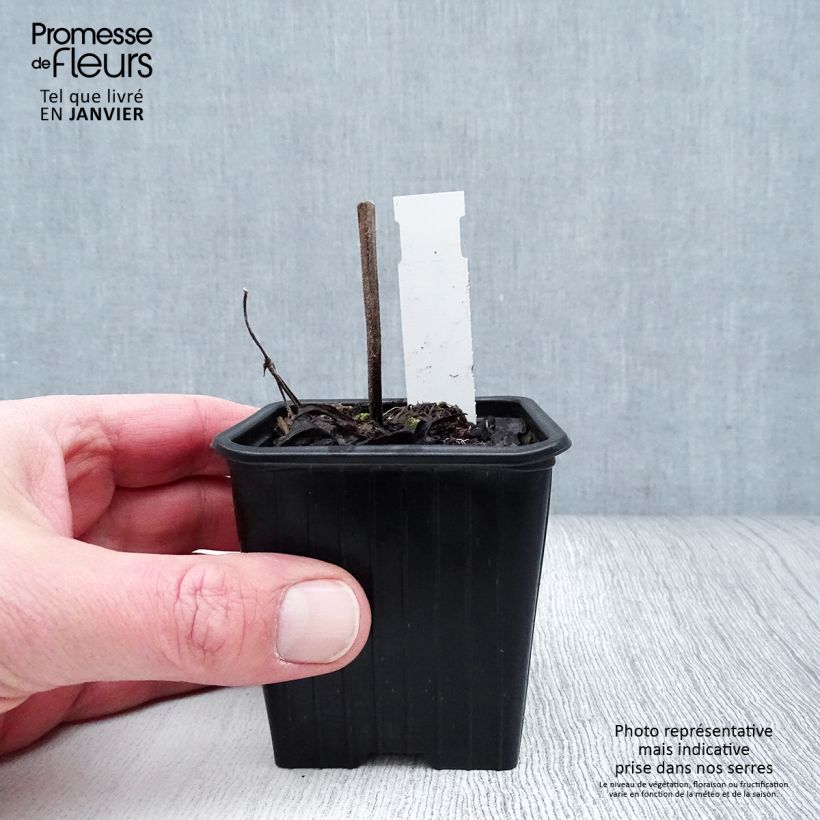 Spécimen de Salvia pratensis Vanity Flair - Sauge des près  Godet de 8/9 cm tel que livré en hiver