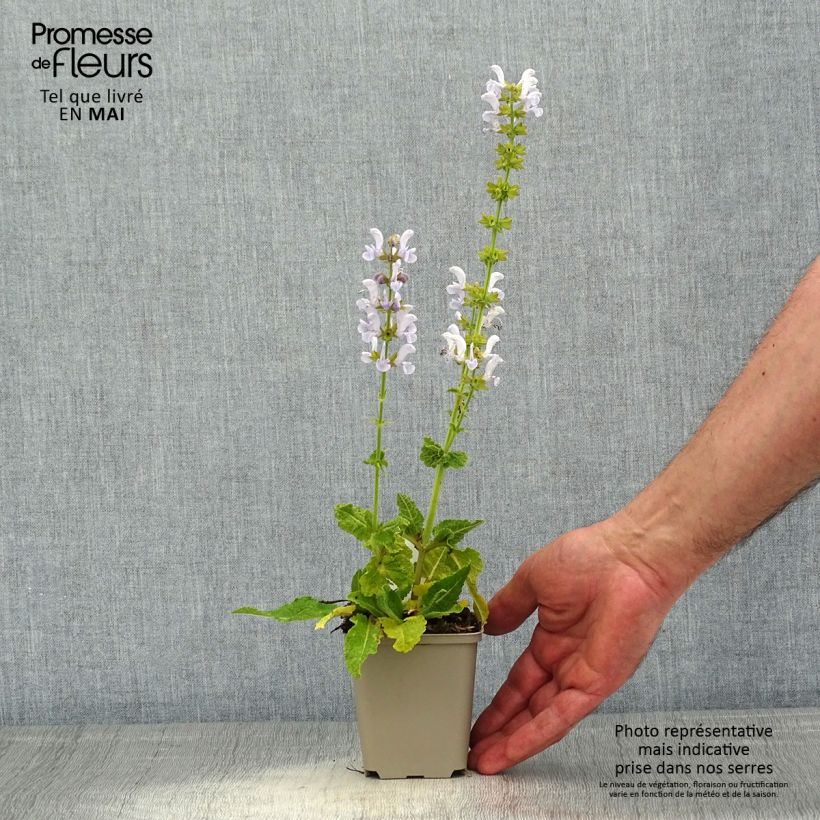 Spécimen de Salvia pratensis Vanity Flair - Sauge des près  Godet de 8/9 cm tel que livré au printemps