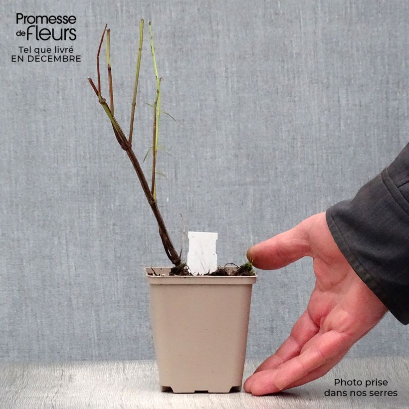 Spécimen de Salvia reptans West Texas form - Sauge cobalt  Godet de 8/9 cm tel que livré en hiver