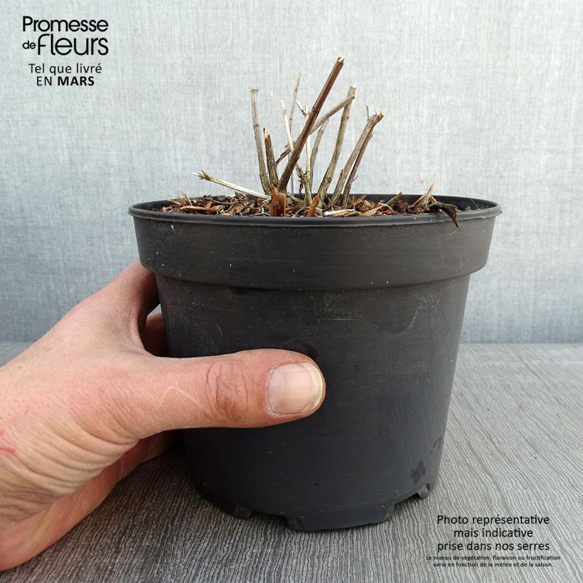 Spécimen de Salvia reptans West Texas form - Sauge cobalt  Pot de 2L/3L tel que livré en hiver