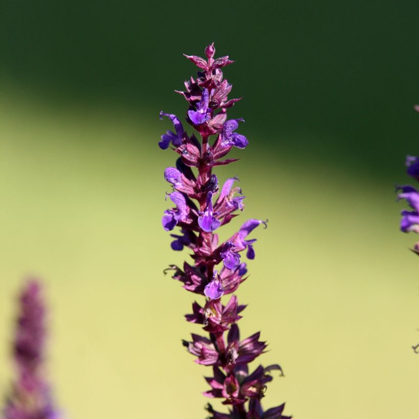 Salvia superba Blaukönigin (Reine des Bleues) - Sauge des bois (Floraison)