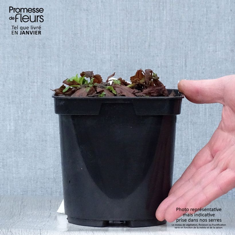 Spécimen de Salvia superba Blaukönigin (Reine des Bleues) - Sauge des bois Pot de 2L/3L tel que livré en hiver