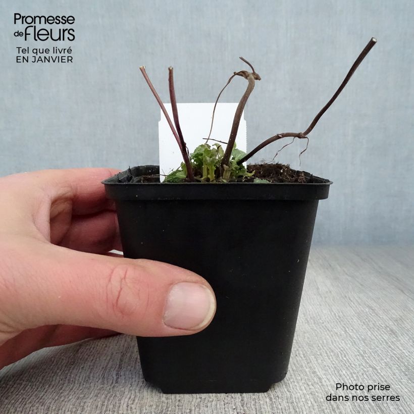 Spécimen de Salvia superba Reine Rose - Sauge des bois Godet de 8/9 cm tel que livré en hiver